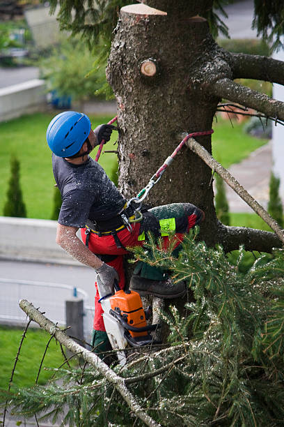 Best Palm Tree Trimming  in Cornish, ME